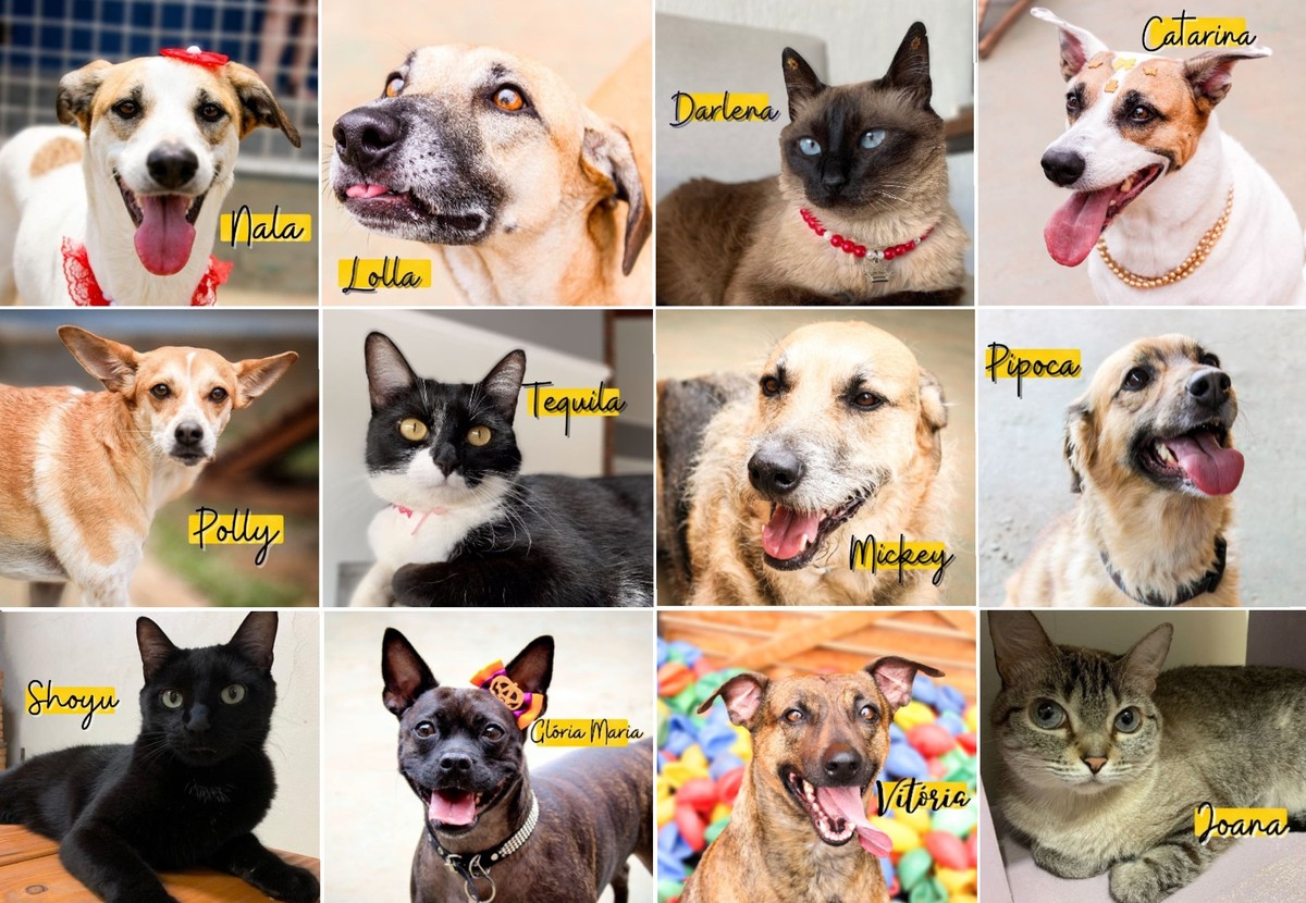ONG lança calendário com fotos de pets adotados para incentivar opção pelos vira-latas | Mundo Pet