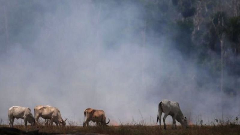 Durante a COP-26, em Glasgow, Brasil prometeu zerar o desmatamento ilegal no país até 2028 (Foto: Reuters via BBC News Brasil)