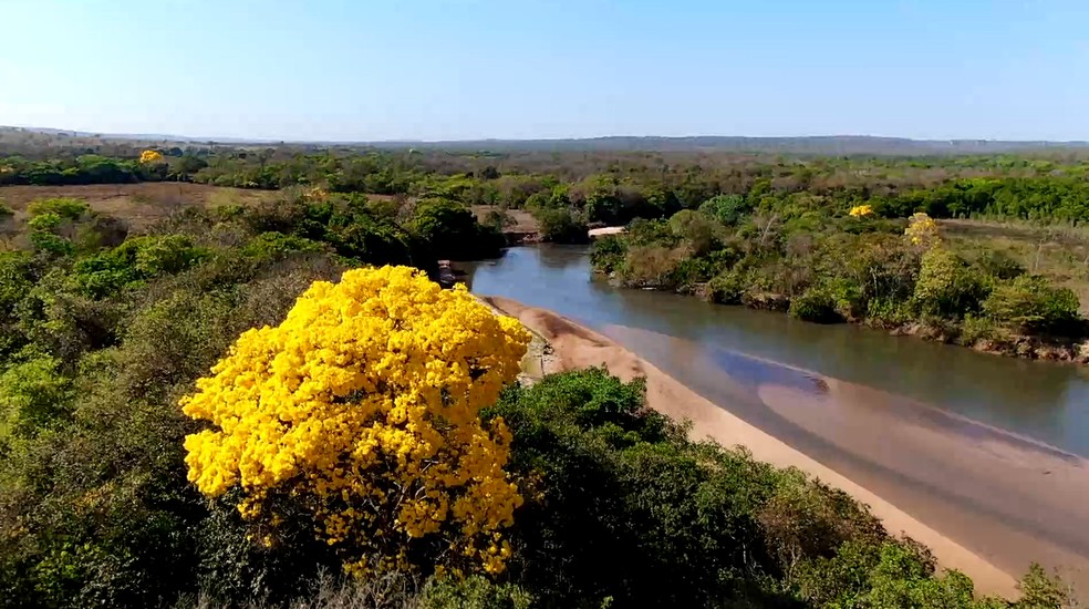 Cerrado brasileiro — Foto: Globo Repórter/ Reprodução