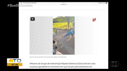 Vídeo de arara acompanhando PMs é destaque no g1 Tocantins