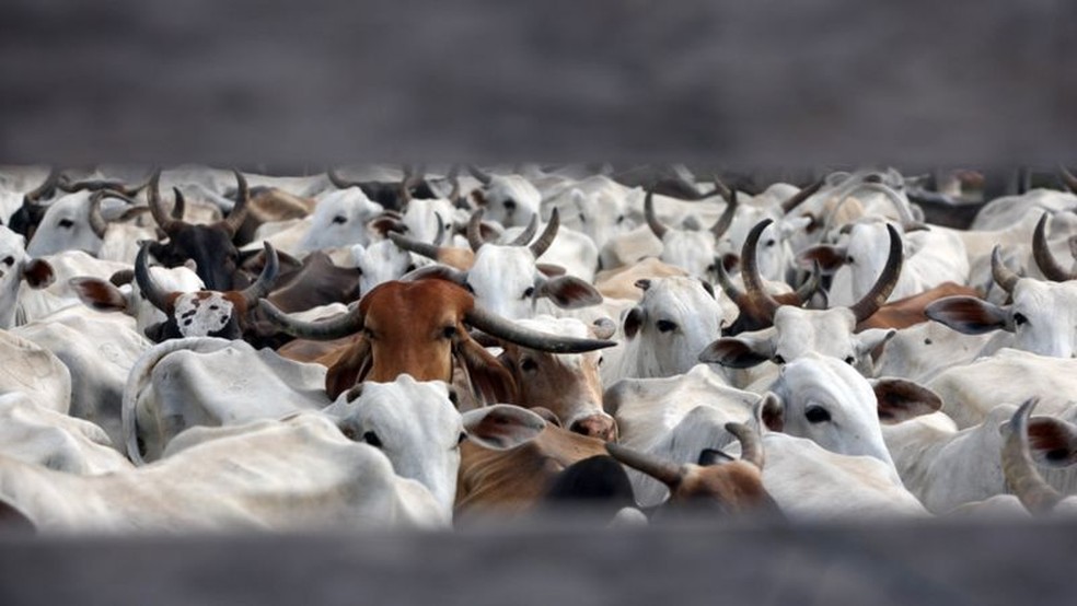 Cotação da arroba do boi gordo recuou cerca de R$ 60 em outubro - mas queda não chegou ao bolso do consumidor — Foto: Agência Pará via BBC