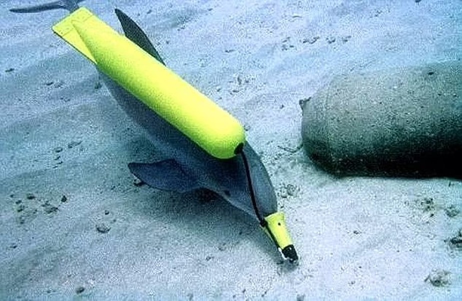 Guerra na Ucrânia: Rússia é acusada pelo Reino Unido de treinar golfinhos de combate na Crimeia
