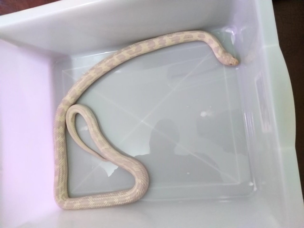 King snake albina foi apreendida durante operação da Polícia Ambiental, em Presidente Prudente (SP) — Foto: Polícia Ambiental