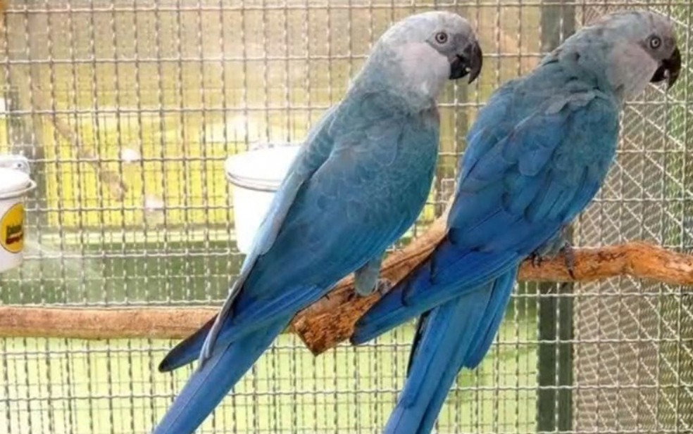 Filhotes de ararinha-azul nascem em Curaçá após 30 anos desde último registro de nascimento fruto de aves trazidas ao Brasil em 2020 — Foto: Reprodução/TV Bahia