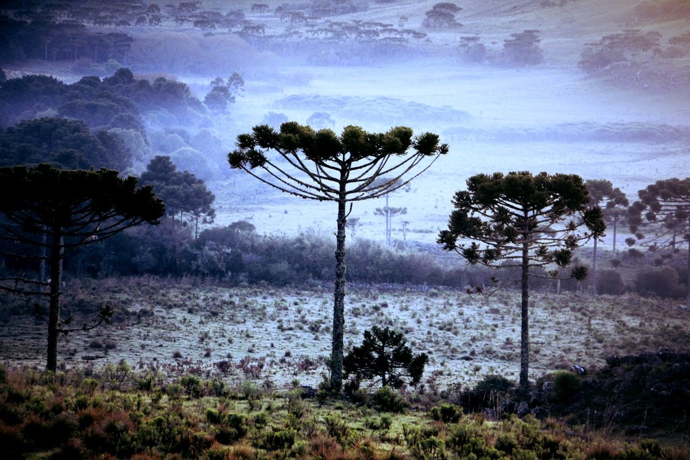 Temperaturas ficaram abaixo dos 4ºC na Serra de SC (Foto: Mycchel Hudsonn Legnaghi/São Joaquim Online)