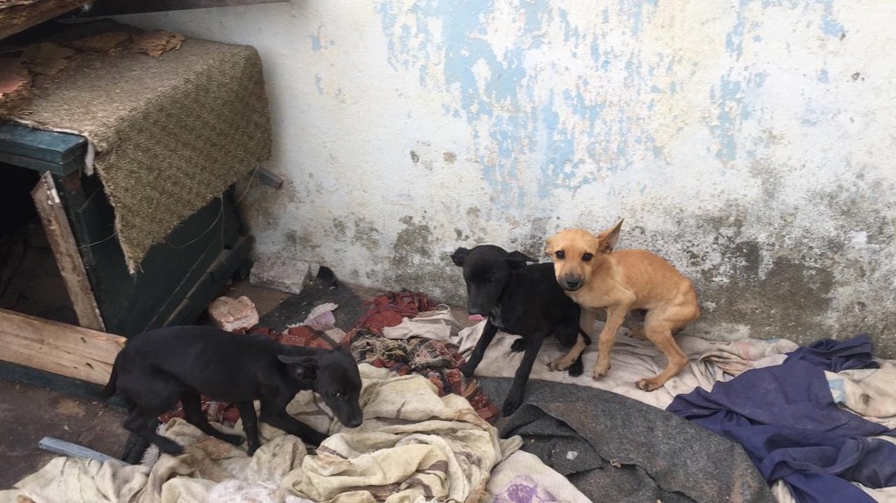 Cães vítimas de maus-tratos resgatados em casa, em Betim na Grande BH.  — Foto: Divulgação/Polícia Militar