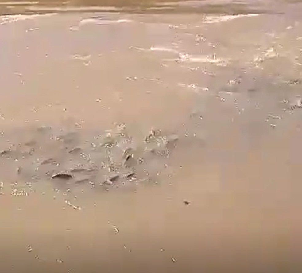Policias Militares Ambientais de Aquidauana e de Campo Grande, monitoram cardumes de peixes no rio Camis&atilde;o &mdash; Foto: Reprodu&ccedil;&atilde;o PMA