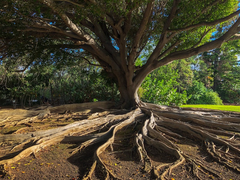 A evolução das raízes das árvores pode ter desencadeado uma série de extinções em massa que abalaram os oceanos da Terra