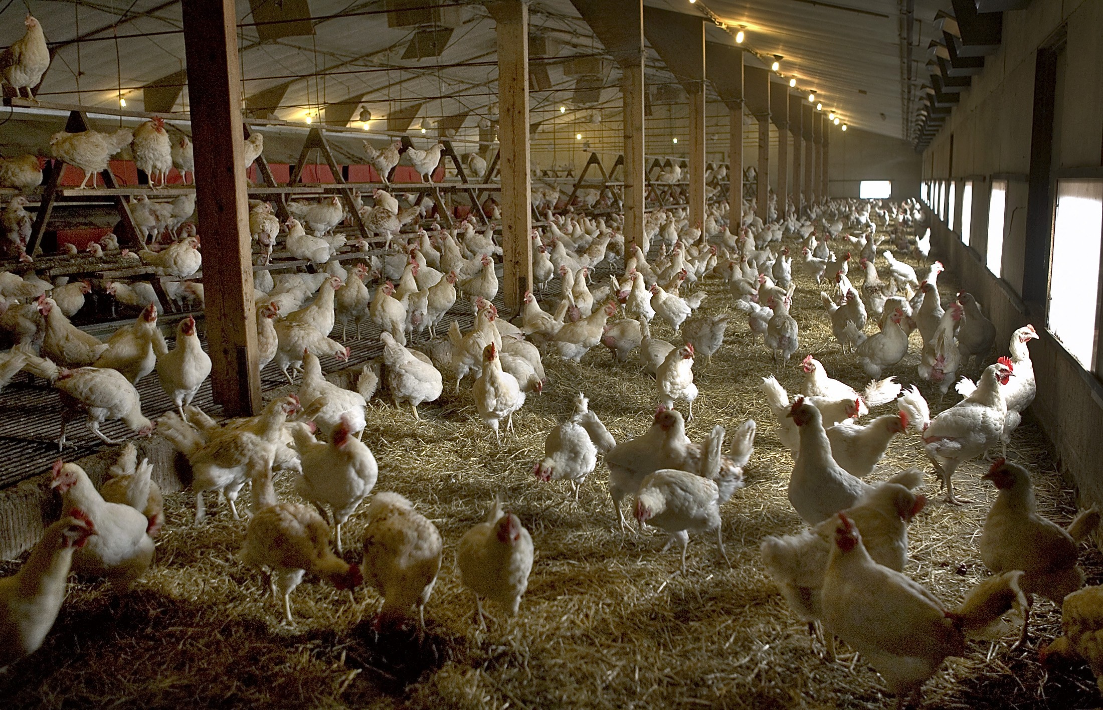 Frangos em fazenda avícola em Ruurlo, na Holanda (Foto: REUTERS/Michael Kooren)