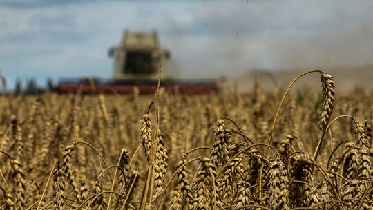 Clima e mercado preocupam produtores de trigo