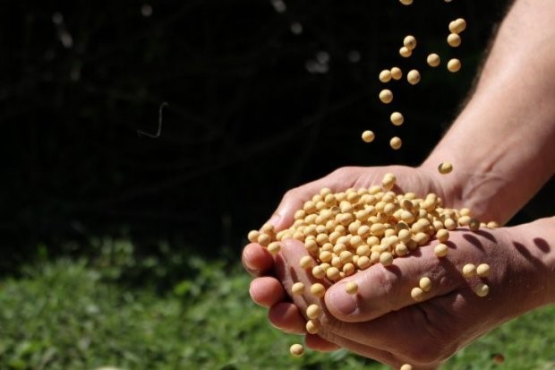 Exportações brasileiras de soja para China caem em março thumbnail