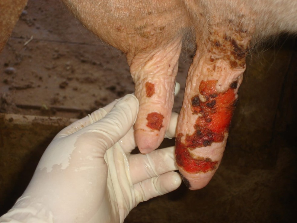 Animal com feridas da varíola — Foto: Idaron/Divulgação