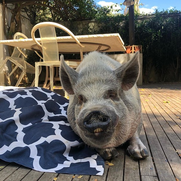 10 Perfis De Animais Fofinhos Para Seguir No Instagram Revista Glamour Lifestyle Quando falamos de animais, é impossível poupar palavras. 10 perfis de animais fofinhos para