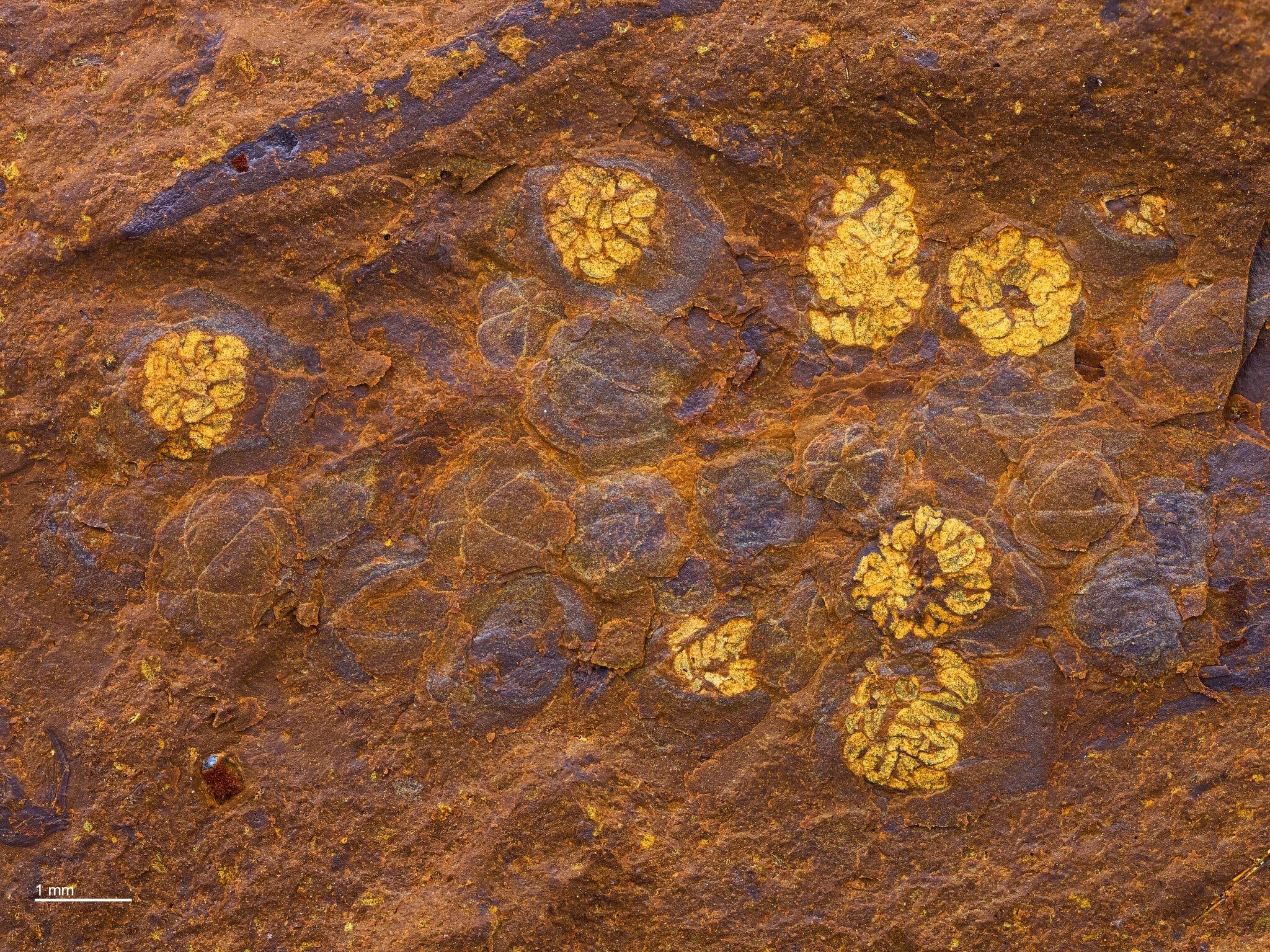 Flor fossilizada na floresta do sudeste da Austrália (Foto: Michael Frese )