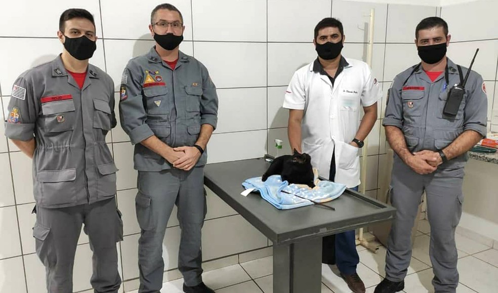 Corpo de Bombeiros encaminhou o gato para uma cl&iacute;nica veterin&aacute;ria de Dracena &mdash; Foto: Corpo de Bombeiros