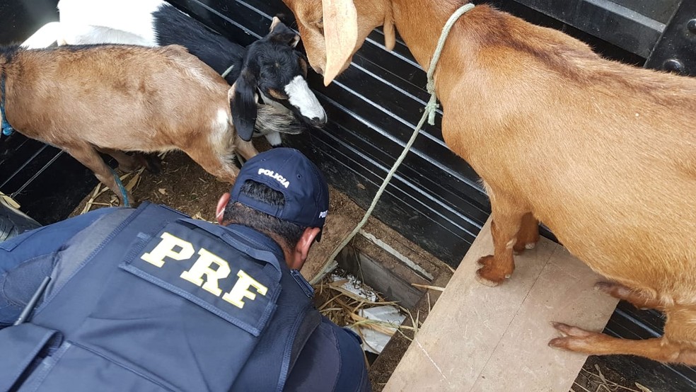 Ve�culo aparentava transportar cabras, diz PRF. � Foto: Ascom PRF/Divulga��o