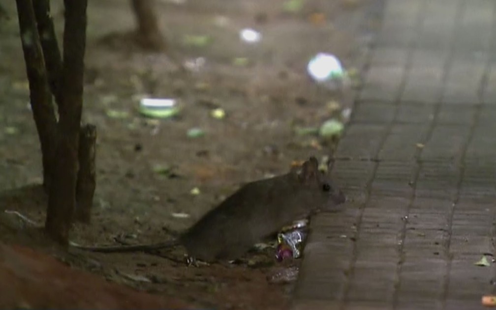 Ratos são problemas em grandes centros urbanos — Foto: Reprodução/TVGlobo