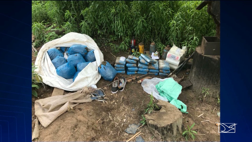 Droga apreendida em plantaÃ§Ã£o no interior do MaranhÃ£o (Foto: ReproduÃ§Ã£o / TV Mirante)