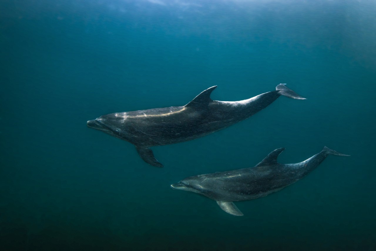 O encontro mágico com golfinhos: os mamíferos utilizam as águas do Rio como passagem; na foto, dois deles passeiam por Búzios  — Foto: Paula Vianna/Divulgação