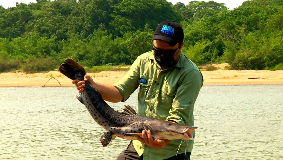 Pintado entra na lista de peixes ameaçados do Brasil — Foto: Terra da Gente