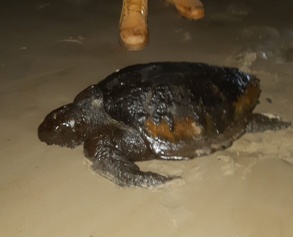 Tartaruga coberta de óleo é achada em praia de Ilhéus  — Foto: GAP 