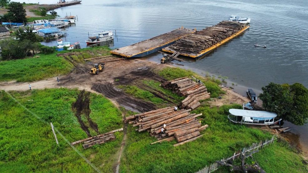 Todas de madeira apreendidas na Operação Bodó I em Porto de Moz, no Pará — Foto: ICMBio / Divulgação
