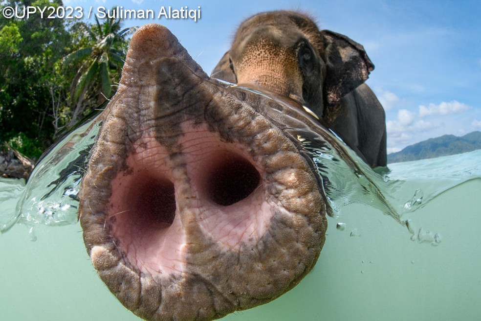 Narinas na tromba de elefante em destaque na foto vencedora da categoria Retrato do UPY 2023 — Foto: UPY2023/Suliman Alatiqi