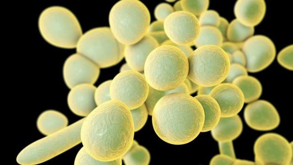 O Candida auris é um fungo que cresce como levedura — Foto: Science Photo Library