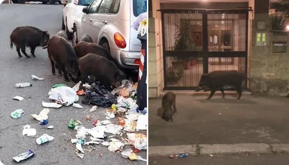 Contra invasão de javalis, moradores de Roma adotam toque de recolher como 