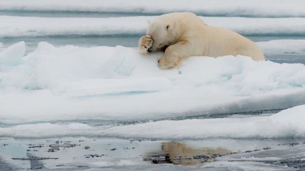 Este urso polar de Spitzberg, na Noruega, parece lamentar o ano de 2020 — Foto: JACQUES POULARD/COMEDY WILDLIFE PHOTOGRAPHY AWARDS via BBC