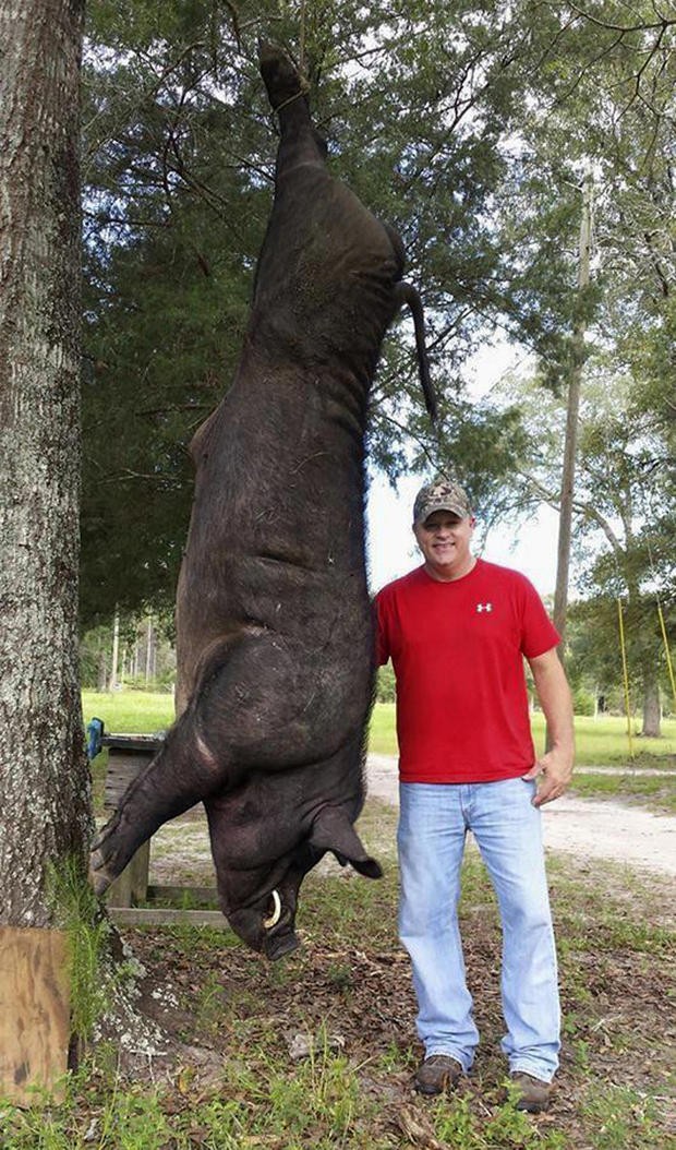 Wade Seago e o porco de 372 quilos abatido no Alabama