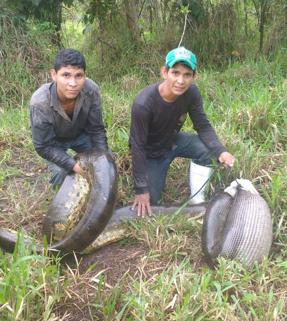 Sucuri foi capturada após sumirem porcos em uma reserva indígena de Sena Madureira, interior do Acre — Foto: Alex Silva/Arquivo pessoal