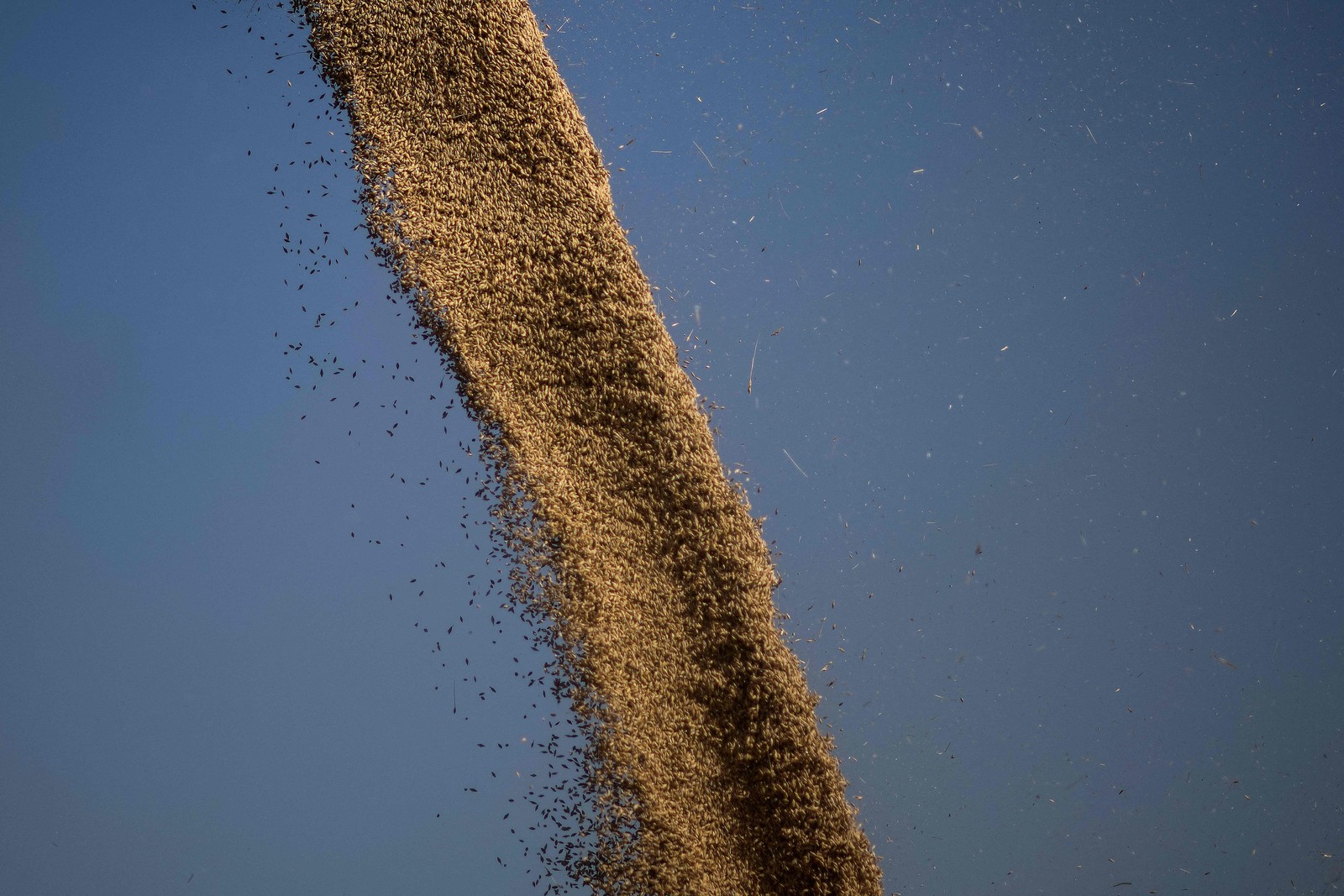 A Grã-Bretanha que sofreu com ondas de calor neste verão vê a colheita de cevada retrair em mais de 10% devido às condições climáticas  — Foto: BEN STANSALL / AFP