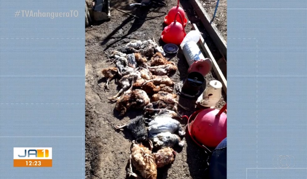 Aves mortas em queimada — Foto: TV Anhanguera/TO