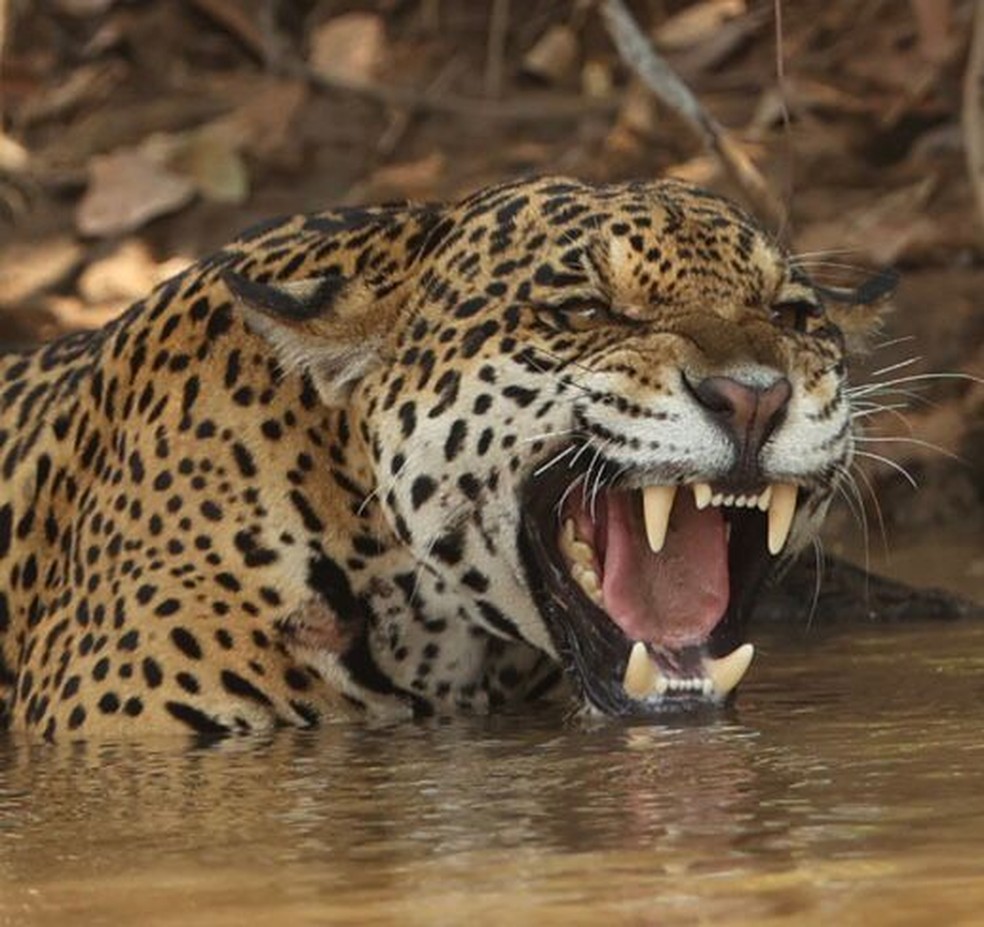 Maioria dos animais da espcie vive no Pantanal  Foto: Leen Gillis