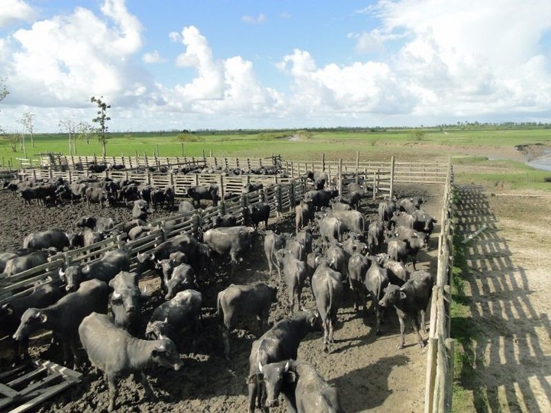 Criação de búfalos pode ter contribuído com a morte da foz do Araguari e favorecido a salinização do Amazonas (Foto: BATALHÃO AMBIENTAL DO AMAPÁ via BBC News)