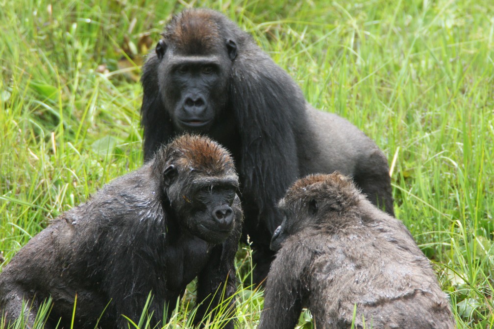 Jovens gorilas descansam e socializam após refeição — Foto: Wildlife Conservation Society