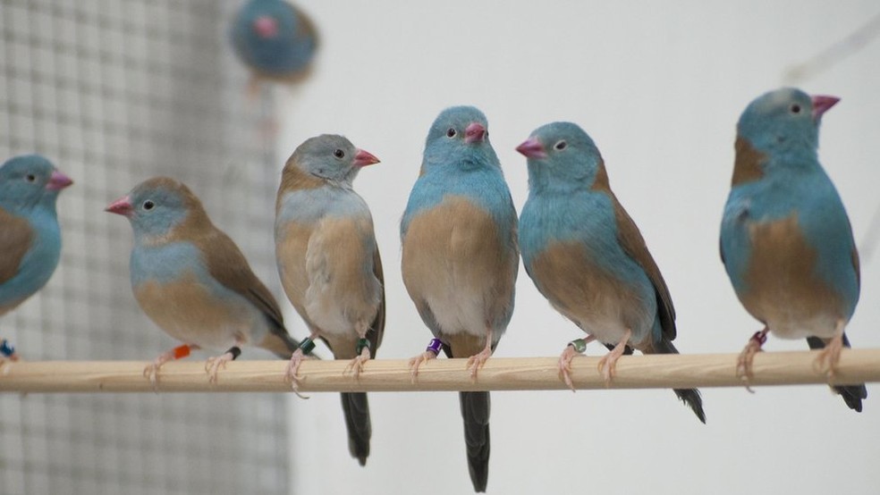 Para analisar o comportamento dos pássaros, os pesquisadores colocaram os casais em ambientes com e sem audiência — Foto: Nao Ota/BBC