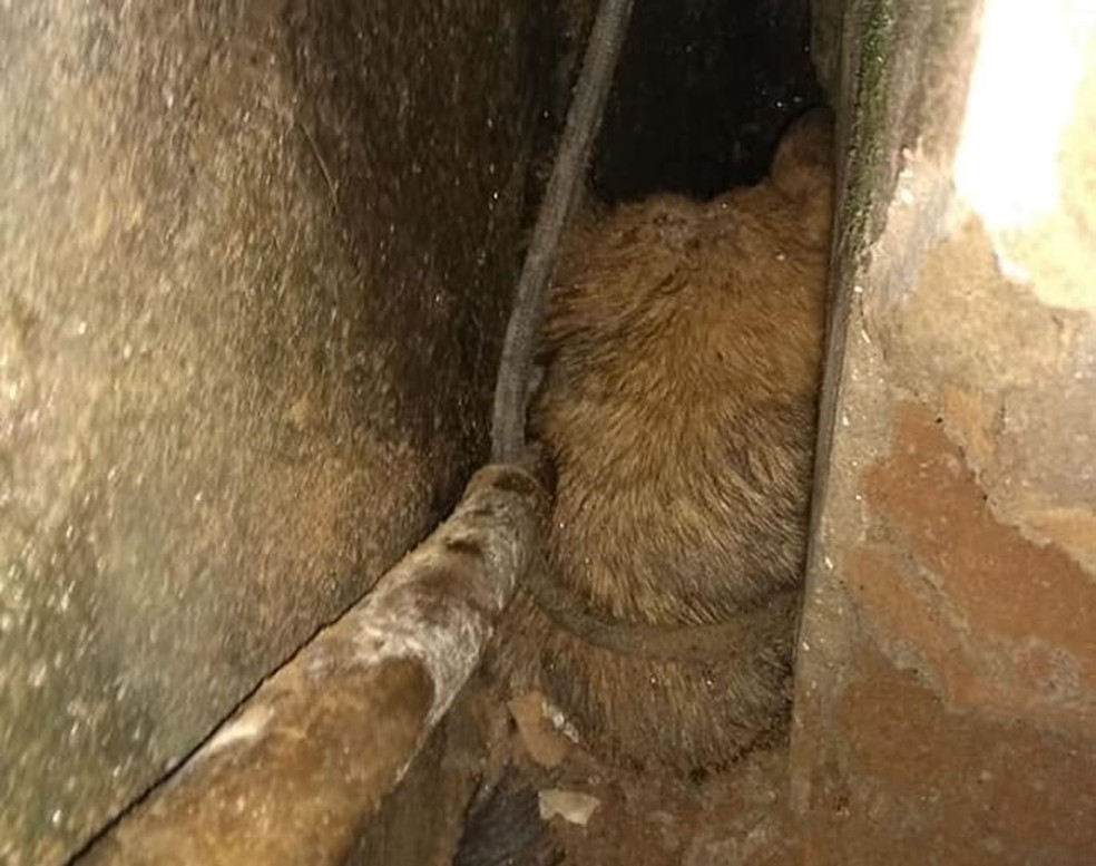 Animal não teve ferimentos e passa bem — Foto: Corpo de Bombeiros