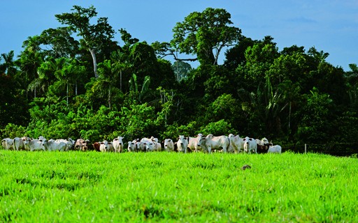 Integração lavoura, pecuária e floresta é destaque na Revista Globo Rural  de maio - Revista Globo Rural