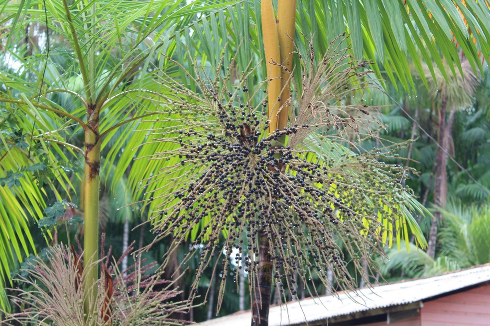 Empresa Que Vende Acai Nos Eua E Acusada De Biopirataria E De Nao Beneficiar Ribeirinhos Amapa G1