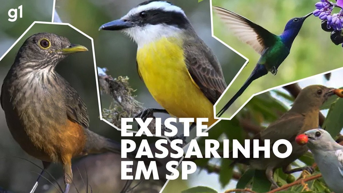 Publicitário cria 'resort' para pássaros na Zona Sul de SP, e vizinhos se  mobilizam para arrecadar doações para projeto | São Paulo | G1