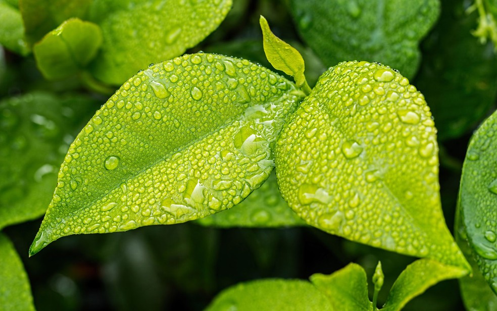 Há algo químico na fragrância agradável que sentimos de ar limpo e terra molhada, após a chuva (Foto: stevepb/Creative Commons)