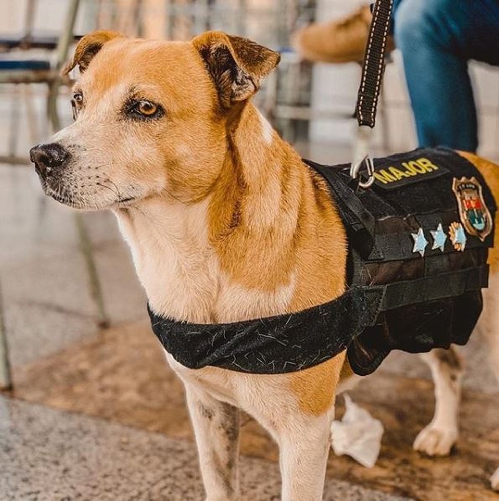 Animal participa da rotina dos policiais na avenida Beira Mar, em Fortaleza. — Foto: Wânnyfer Monteiro/ SVM