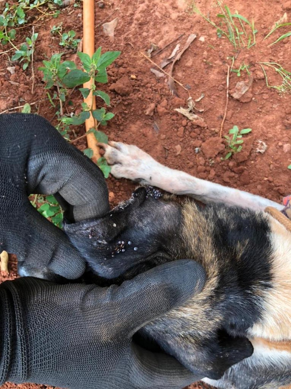 Cães estavam com doenças, conforme as equipes da PMA e CCZ — Foto: PMA/Divulgação