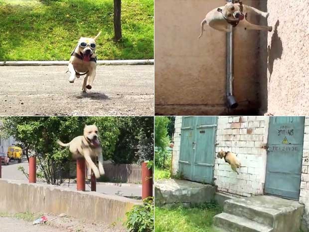 Cenas do vídeo que mostra o cachorro ucraniano que faz parkour (Foto: Reprodução)