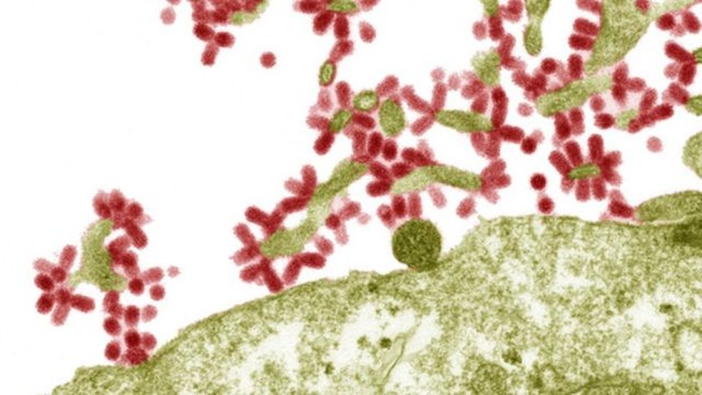 Depois de invadir a célula (estrutura verde da ilustração), o vírus (em vermelho) se replica e libera milhares cópias de si mesmo — Foto: BBC/SCIENCE PHOTO LIBRARY