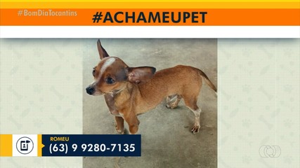 Tutora pede ajuda para achar cachorrinho em Palmas