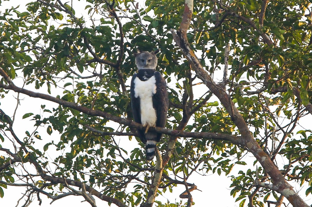 A fêmea da Harpia é maior do que o macho, e pesa cerca de 2kg a mais. (Foto: Guilherme Battistuzzo/VC no TG)