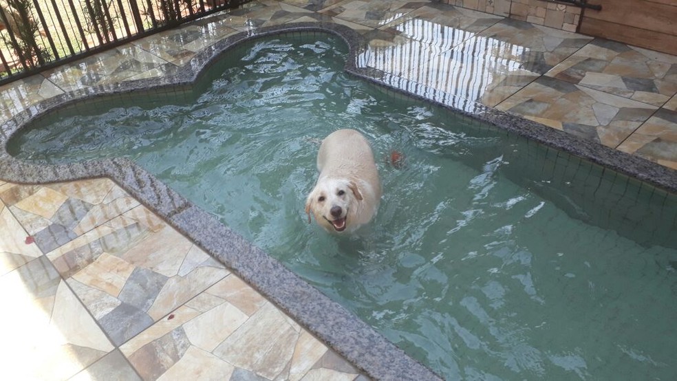 Opcoes De Hospedagem Para Caes No Parana Tem Piscina Ar Condicionado Suites Luxo E Ate Sessao De Cinema Pet Parana G1